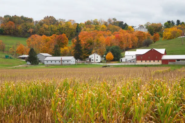 Amish Farm