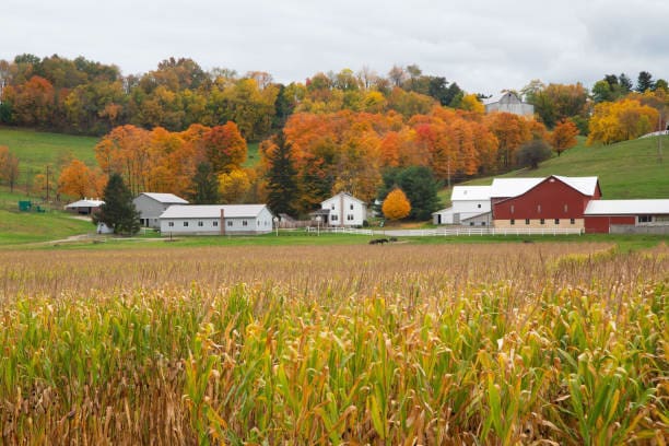Amish Farm