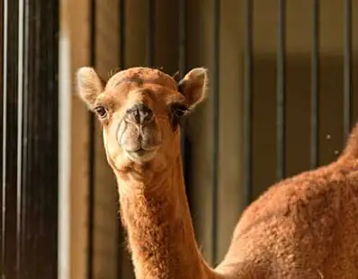 Camel Face