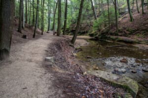 Serene forest path beside creek