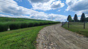 Country lane bordered by ornamental grasses and cornfields in Ohio’s Amish Country