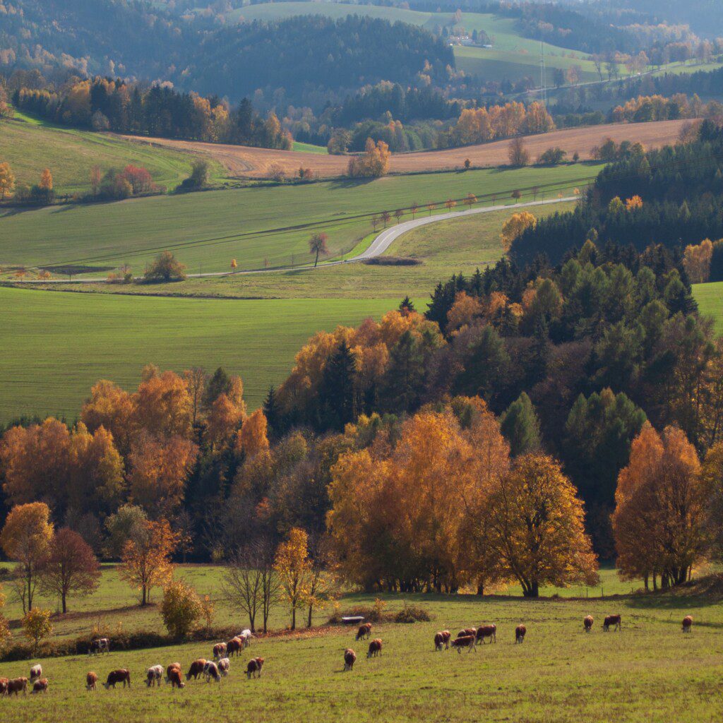 Rolling Holmes County hills in autumn color with a winding country road and cattle grazing in Ohio's Amish Country