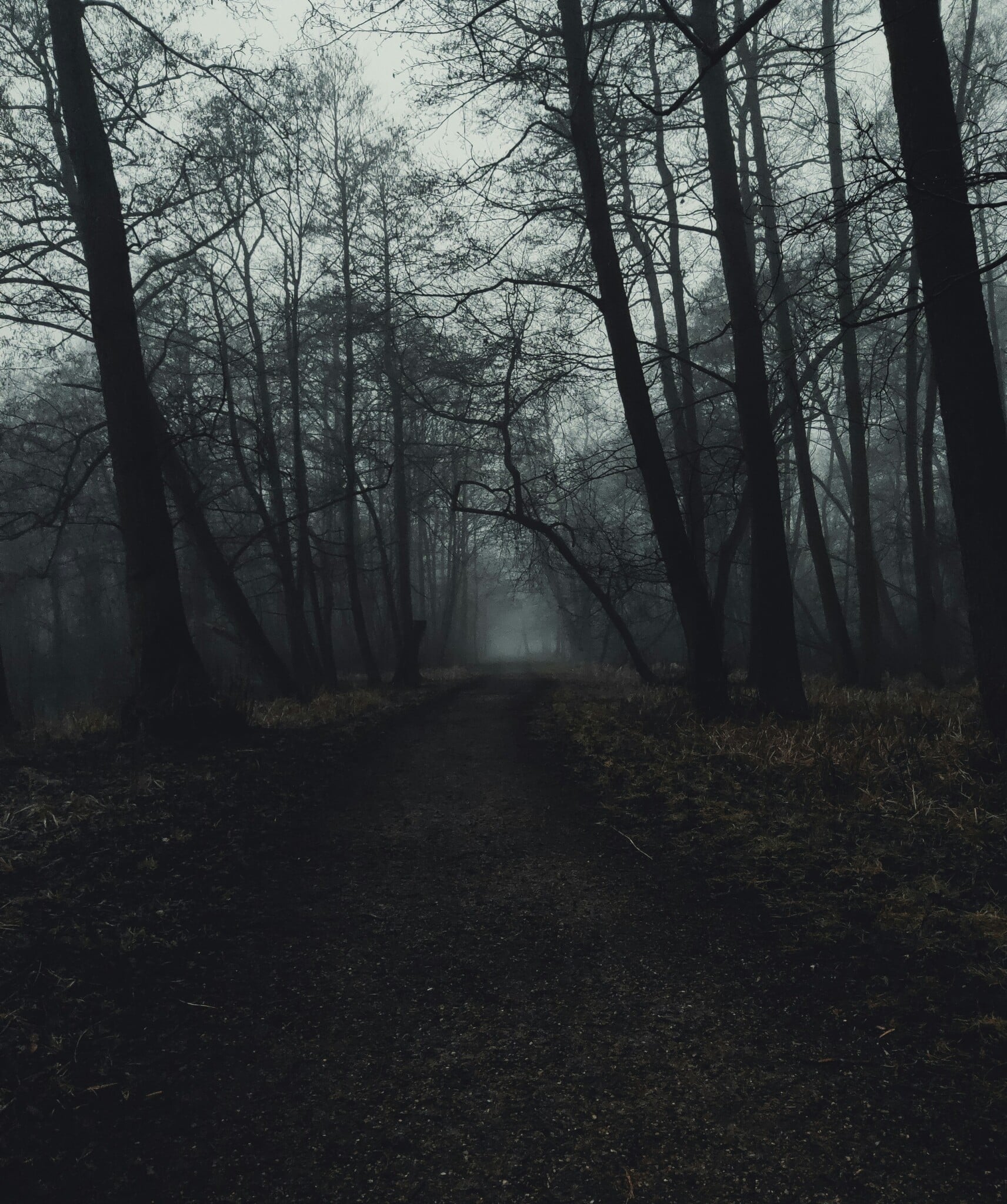 A dark, fog-shrouded wooded path through the trees, said to be part of Panthers Hollow
